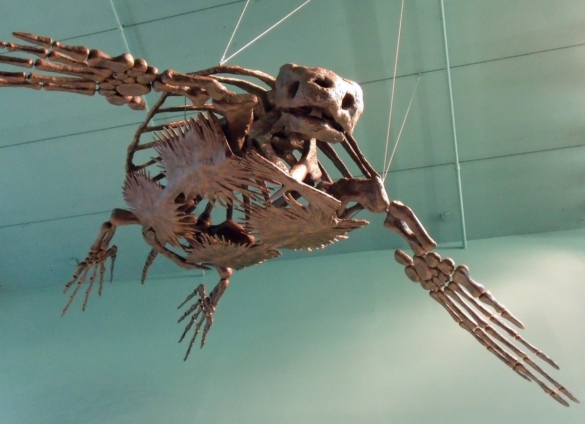 Big_fossil_turtle.jpg