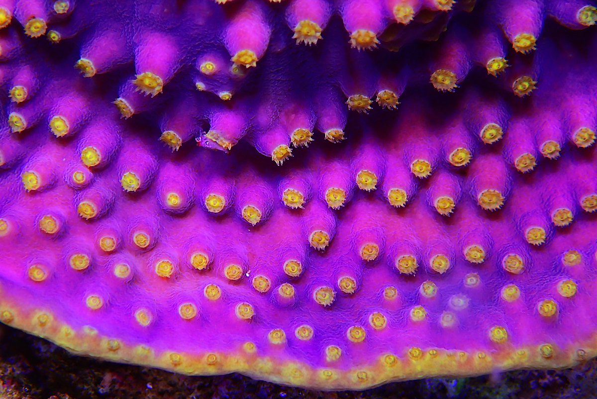 bigstock-Lakers-Scroll-Coral-In-Reef-Aq-384471878.jpg
