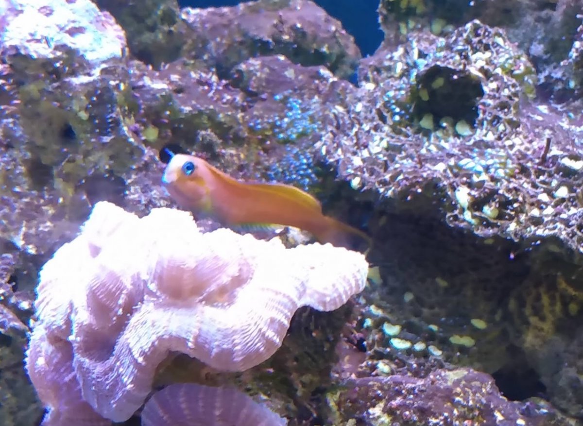 Bill Blenny out and about.jpg