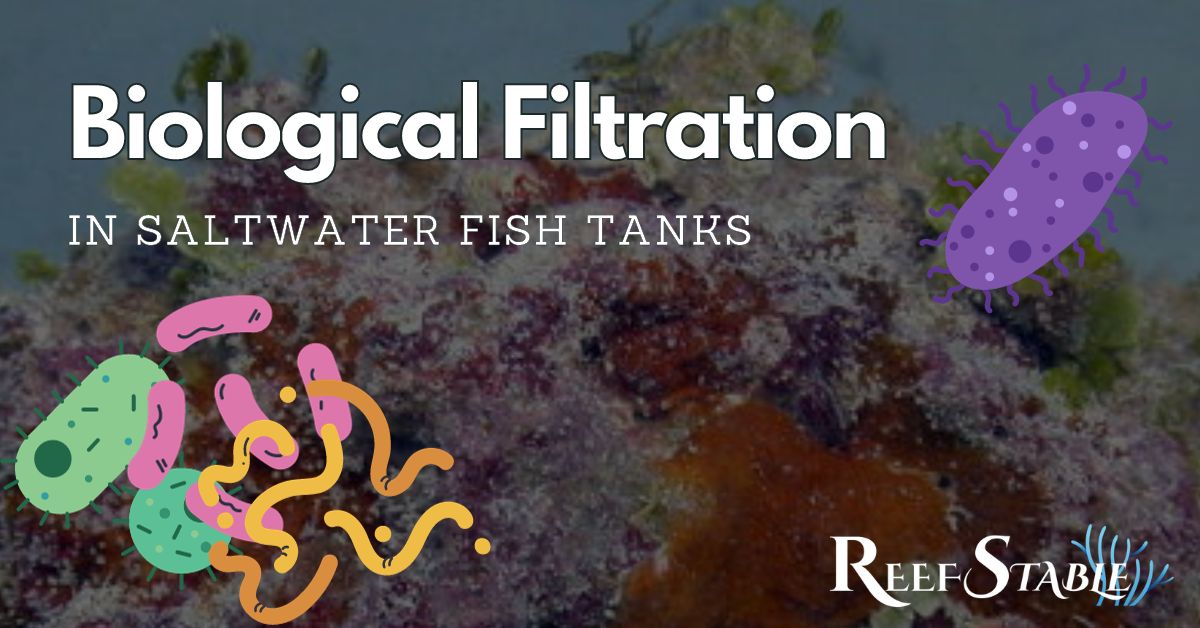 biological-filtration-for-saltwater-aquariums.jpg