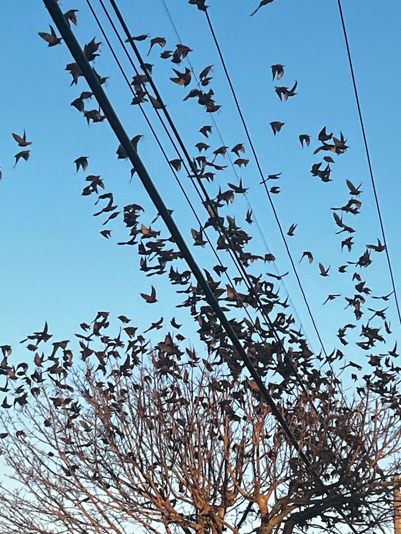 Birds.jpg