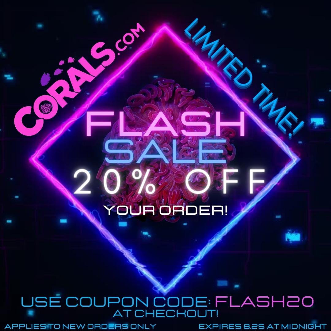 Black and Pink neon Flash sale promotion Instagram post(1).jpg