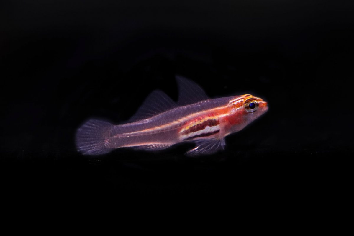 Black Belly Trimma Goby-s.jpg
