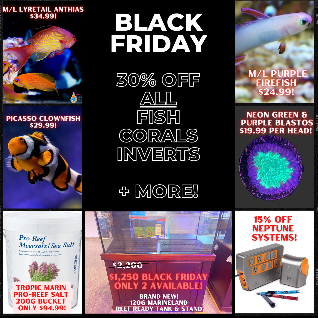 Black Friday Discount Instagram Post.png