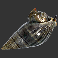 Black Nassarius.png