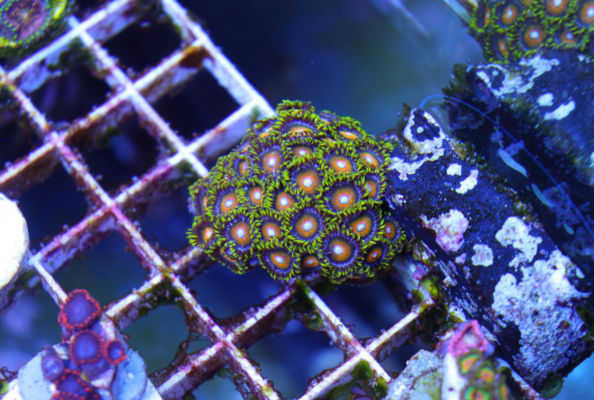 Black Sponge?  REEF2REEF Saltwater and Reef Aquarium Forum