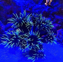 black sun coral.jpg