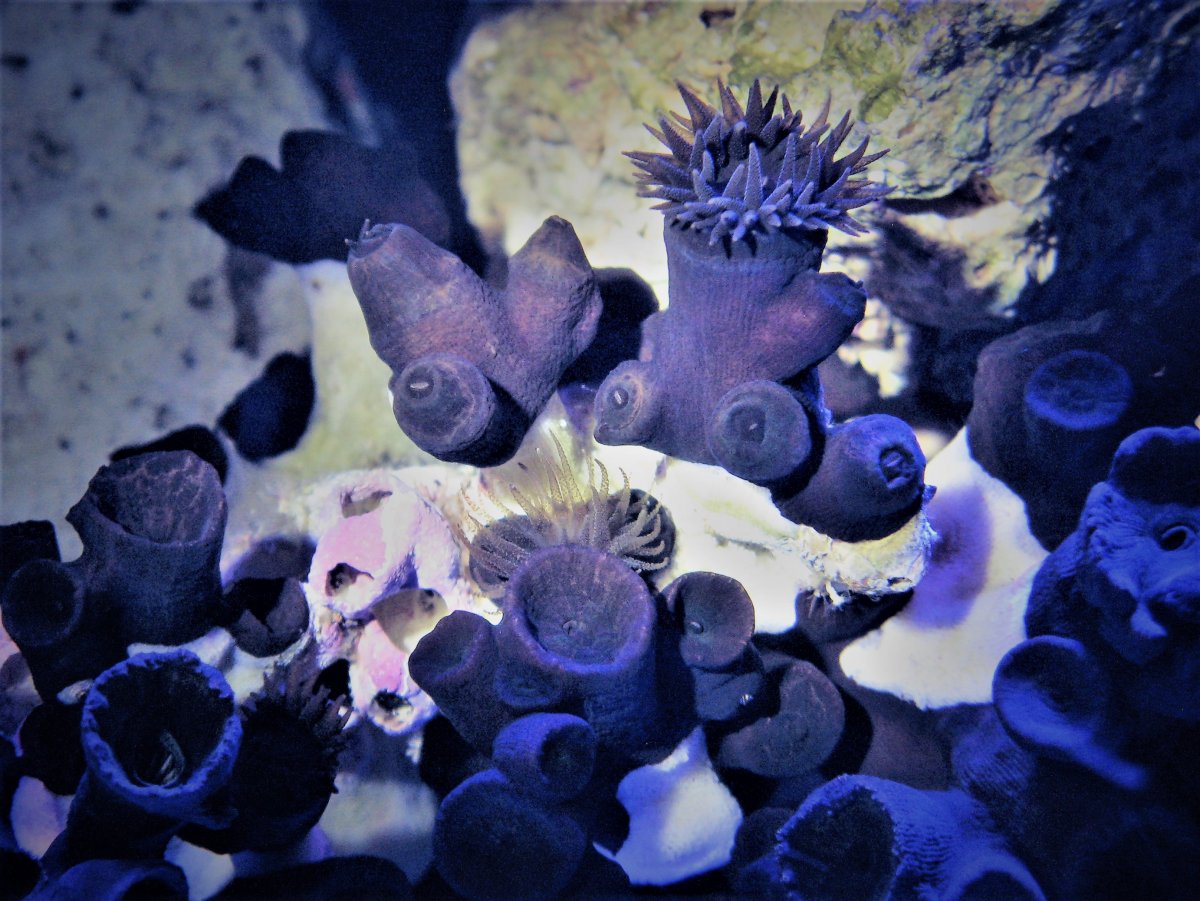Black Sun Corals edited.jpg