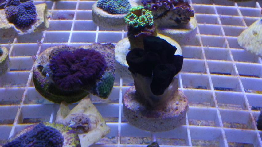 Black sun corals.jpg