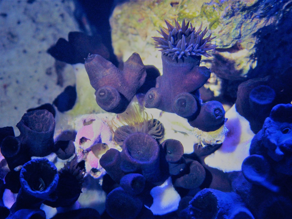 Black Sun Corals.jpg