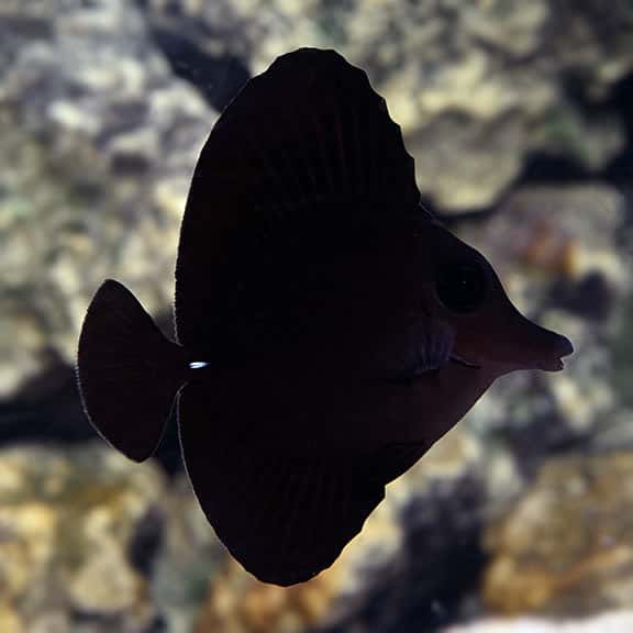 black tang fish.jpeg