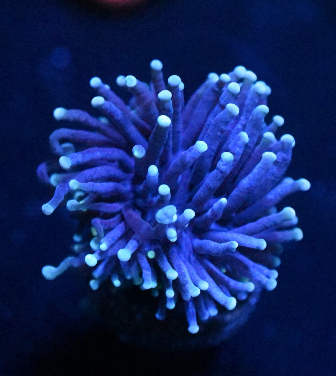 black torch coral.jpg