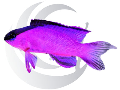 Black cap fish online