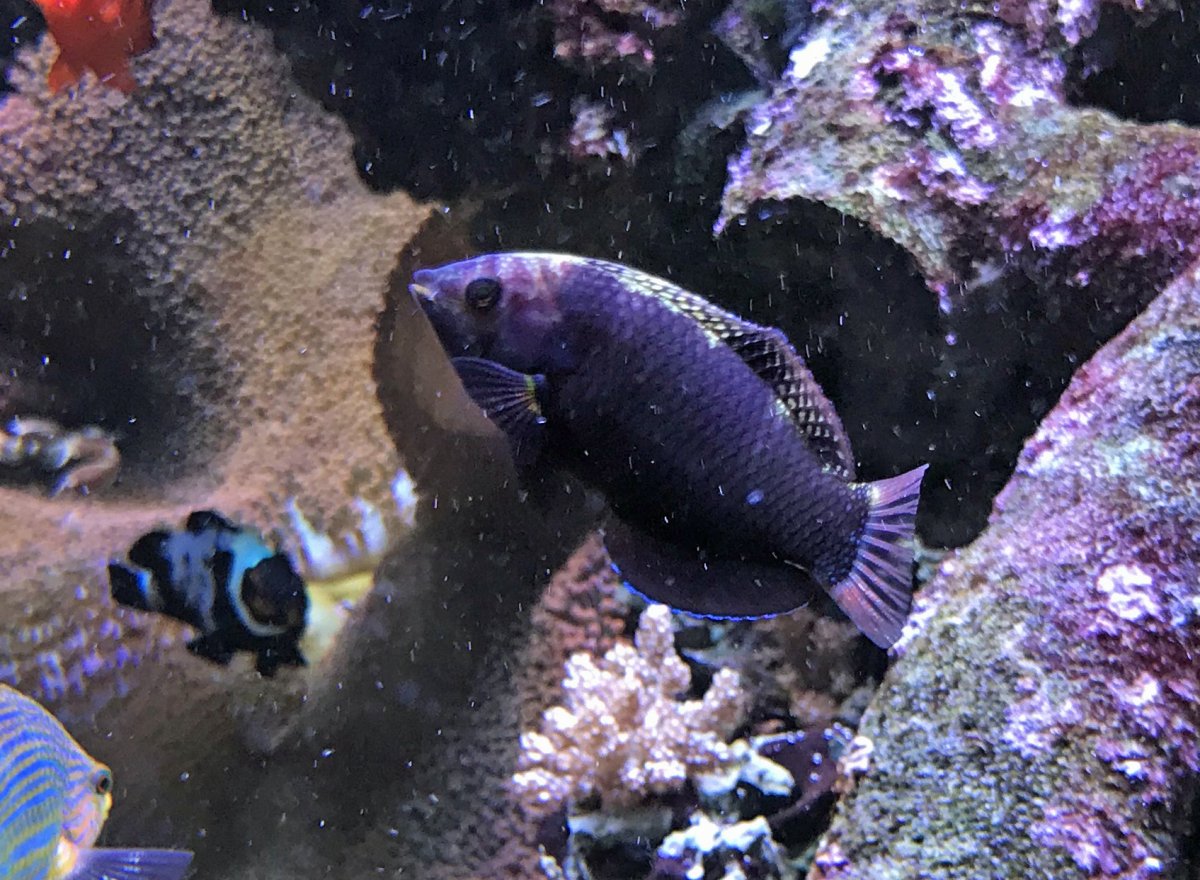 BlackLeopardWrasse2019072801Changing.jpg