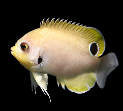 blackspot-pygmy-angelfish-1-2.jpg