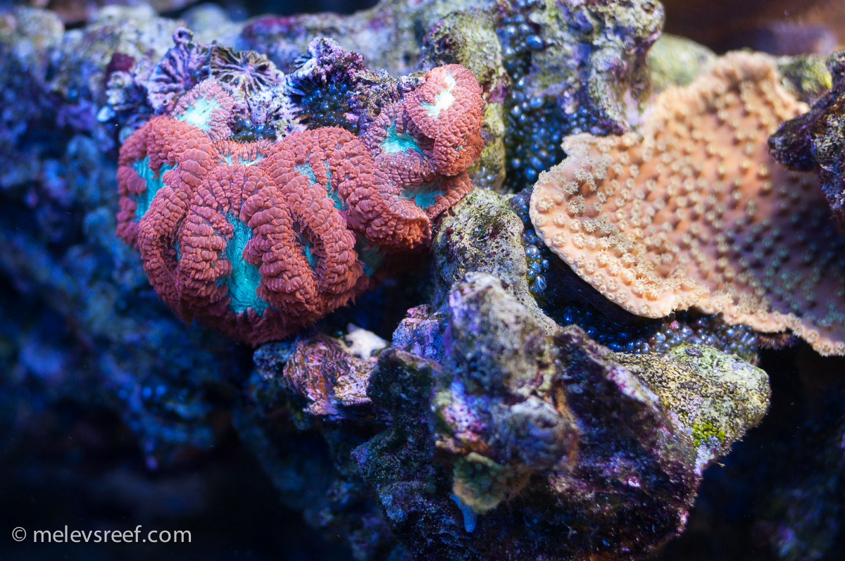blasto-w-scroll-coral.jpg