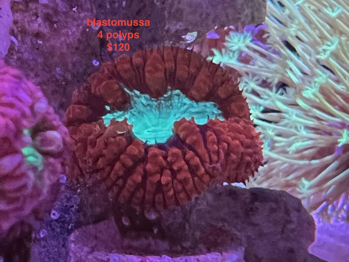 blastomussa.jpeg