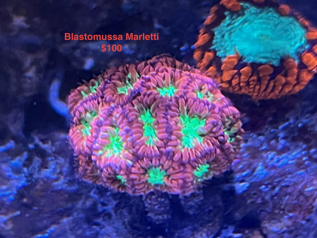 blastomussa_merletti_100.jpeg
