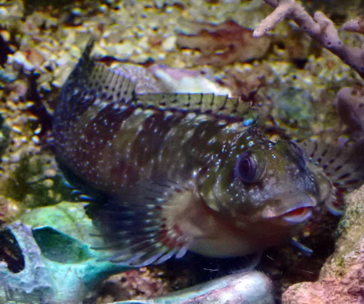 blenid1.jpg