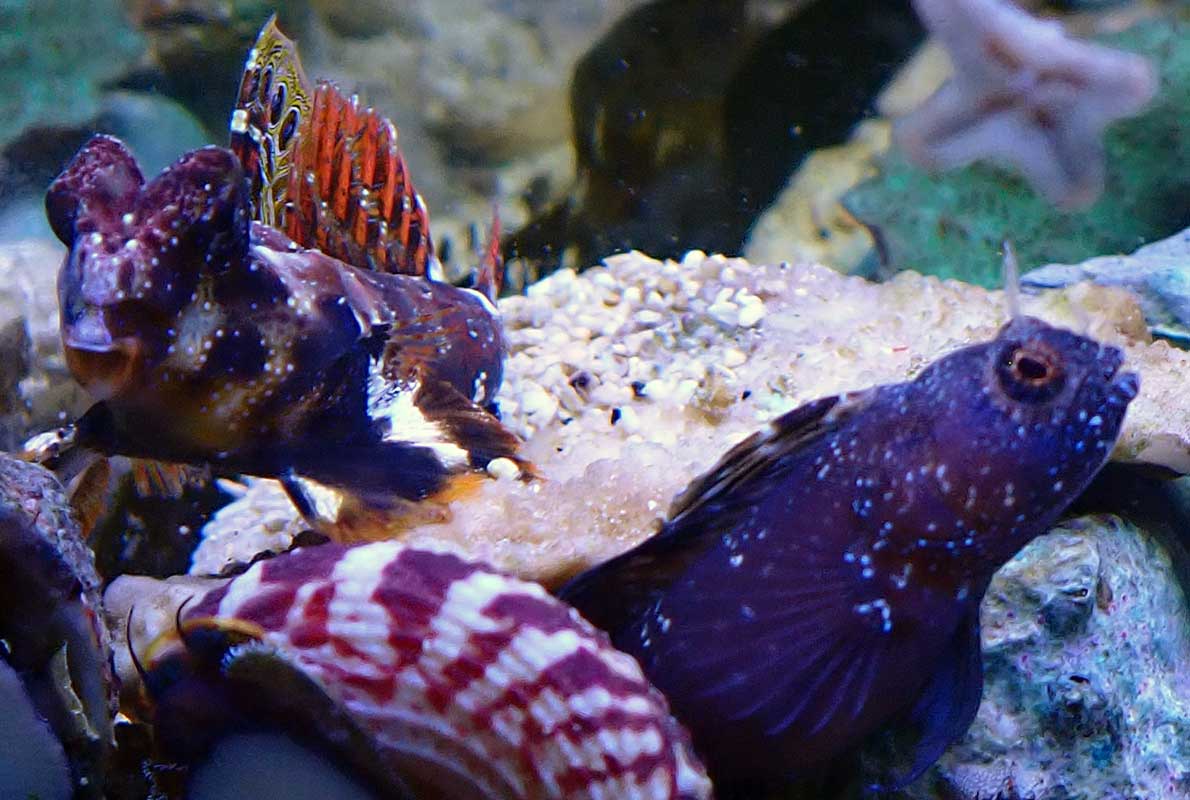 blennies.jpg