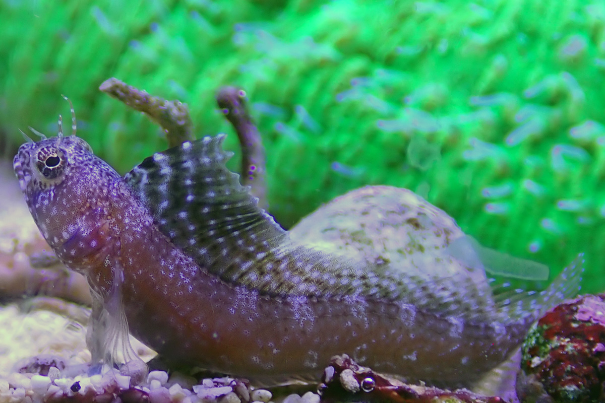 blenny-1.jpg