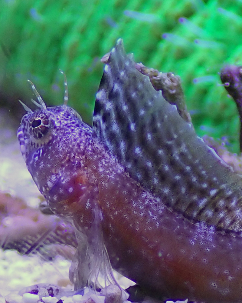 blenny-2.jpg