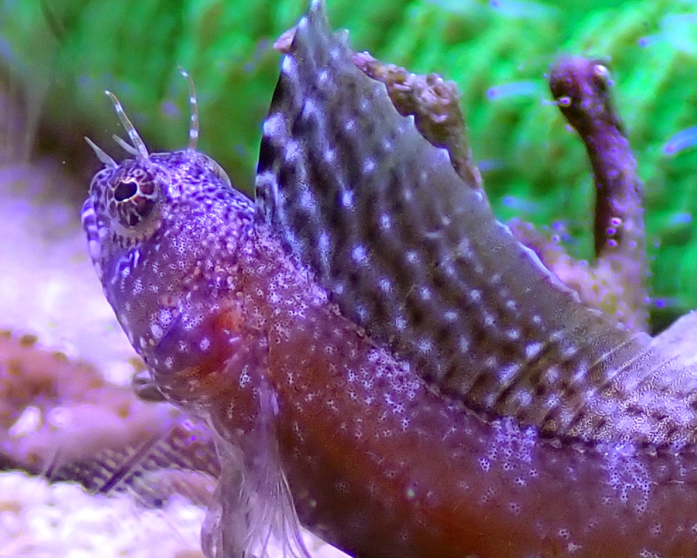 blenny-3.jpg