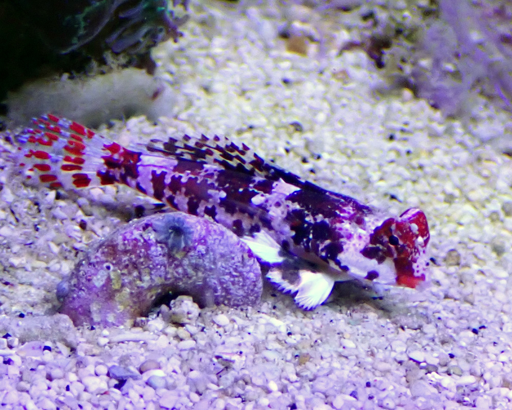 blenny-4.jpg