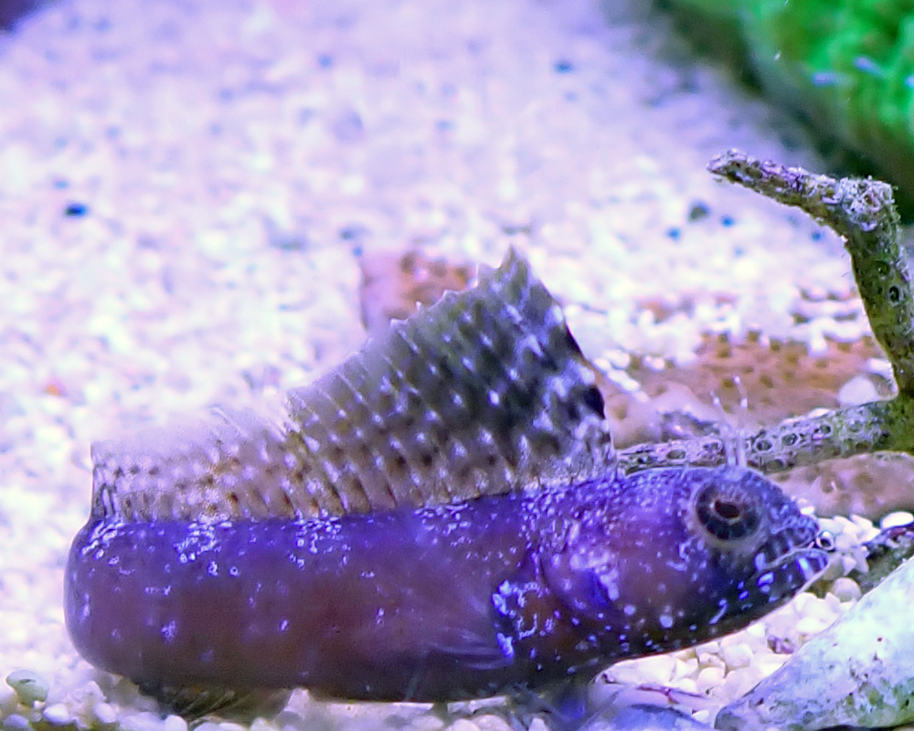 blenny-5.jpg