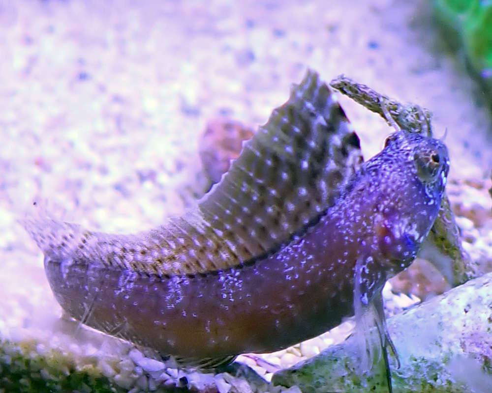 blenny-6.jpg