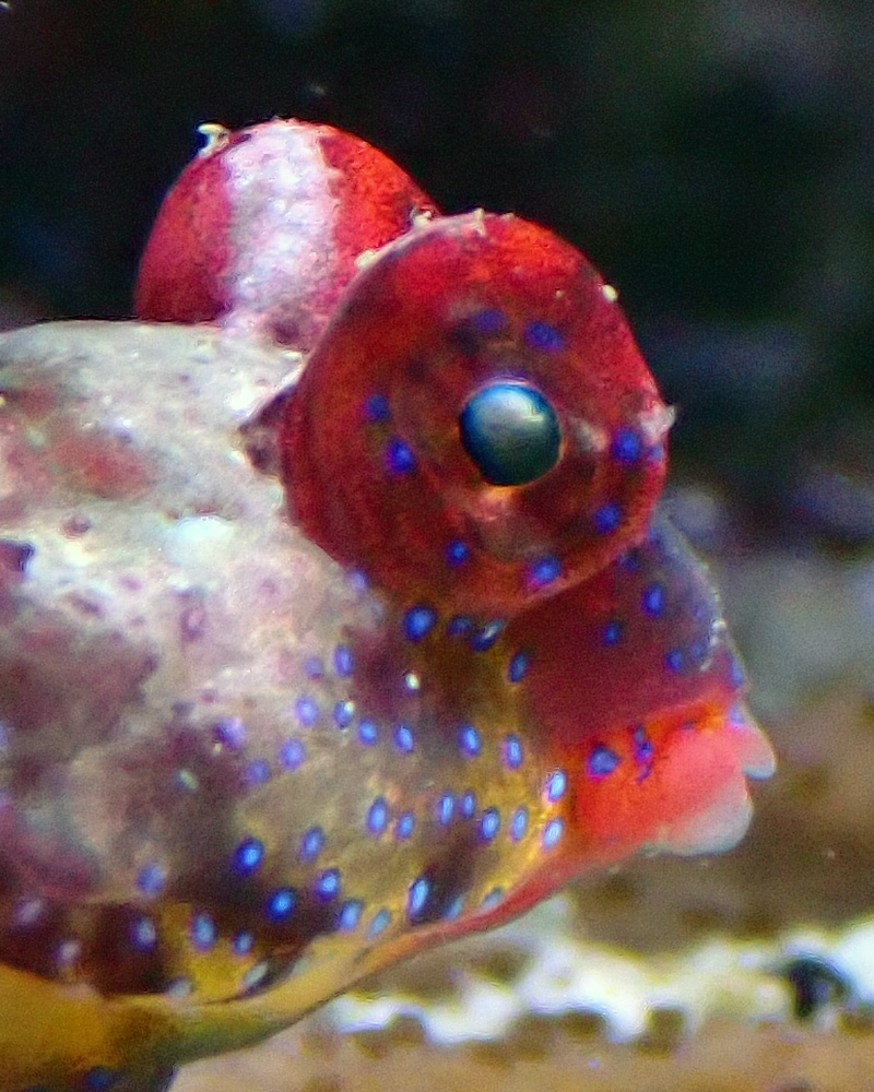 blenny.jpg