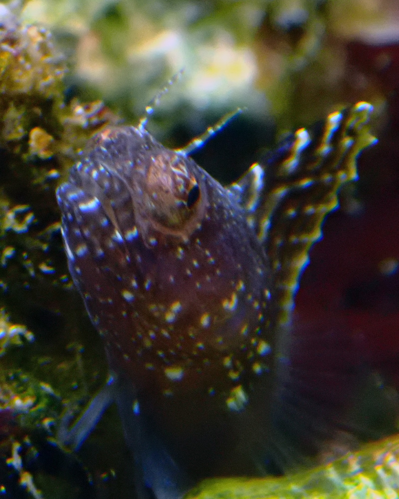 blenny.jpg
