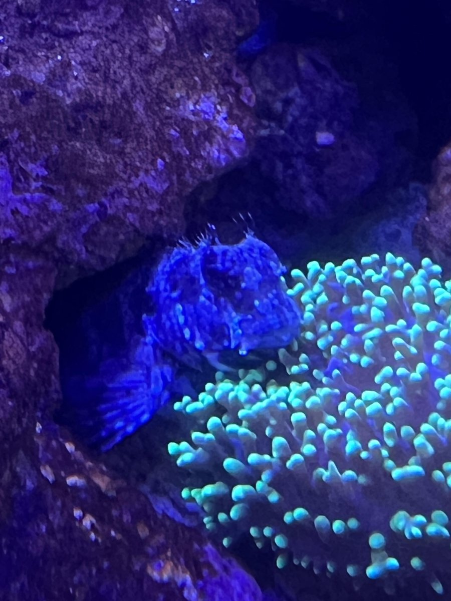 blenny.jpg