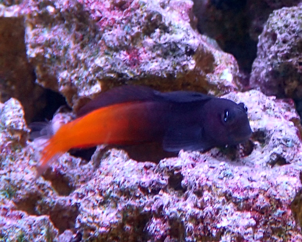 blenny.jpg