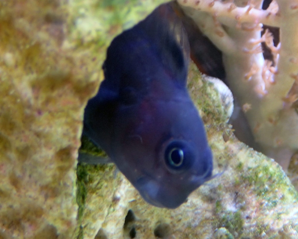 blenny.jpg