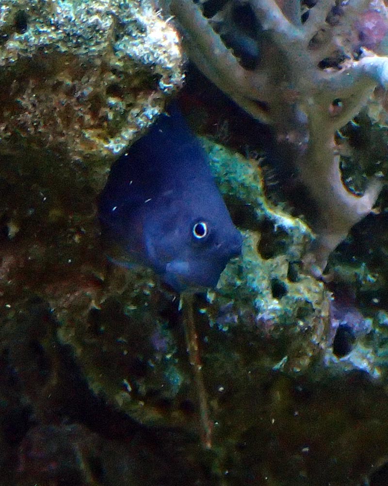 blenny.jpg