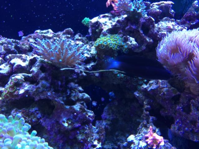 Blenny Poo 2.jpg