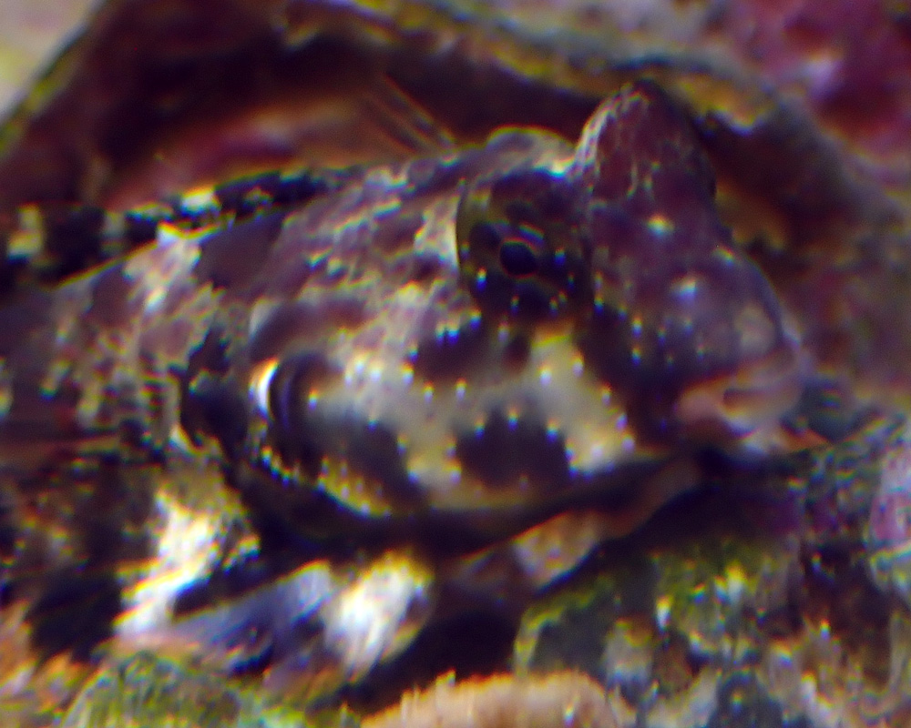 blenny1.jpg