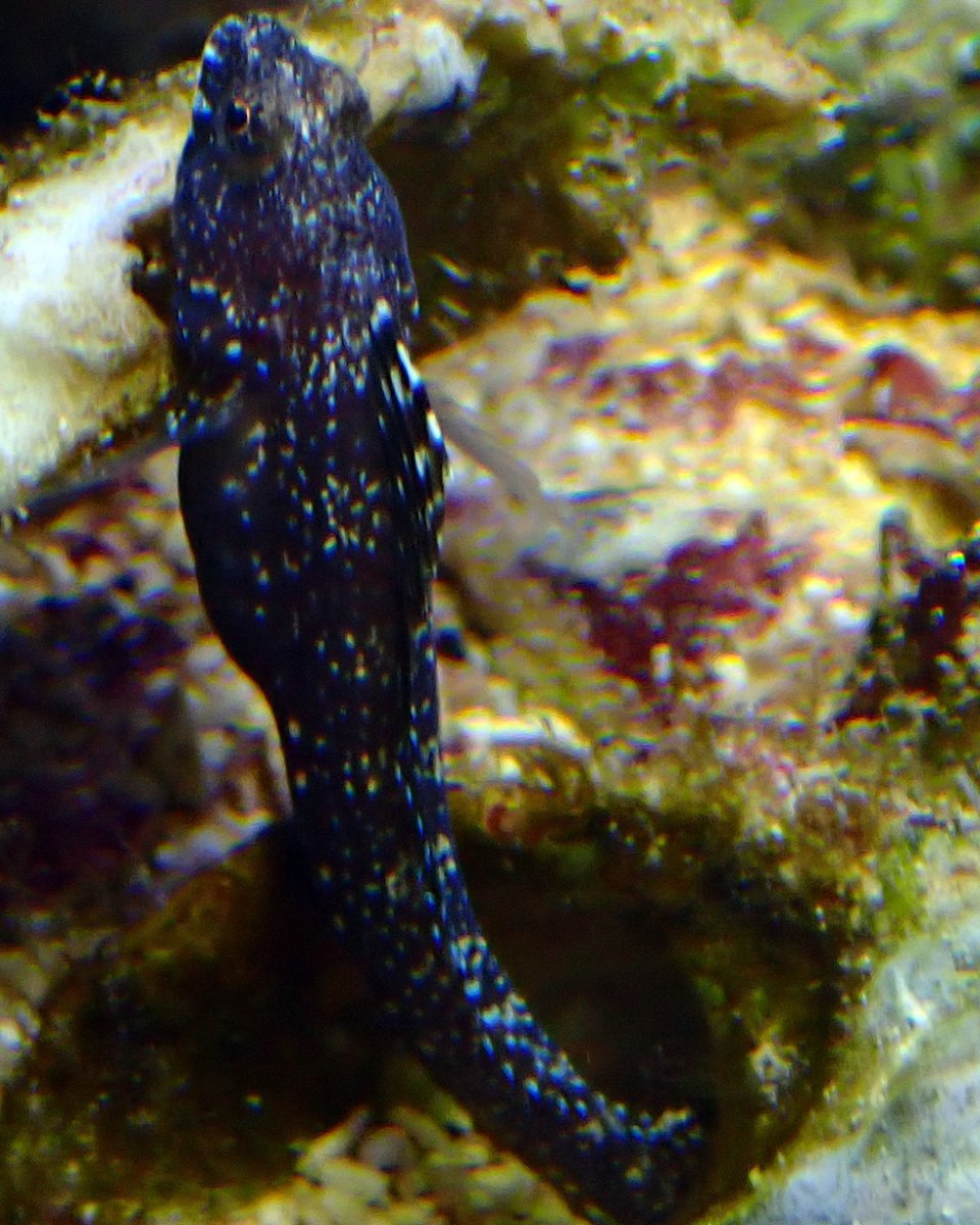 blenny1.jpg