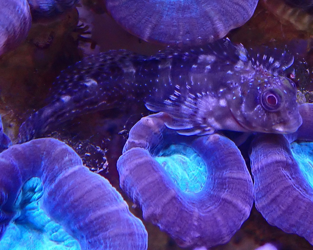 blenny2.jpg