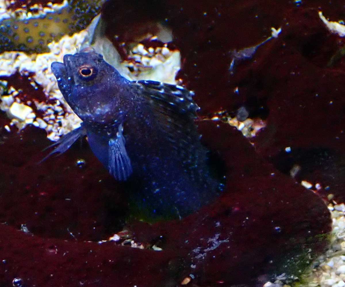 blenny2.jpg