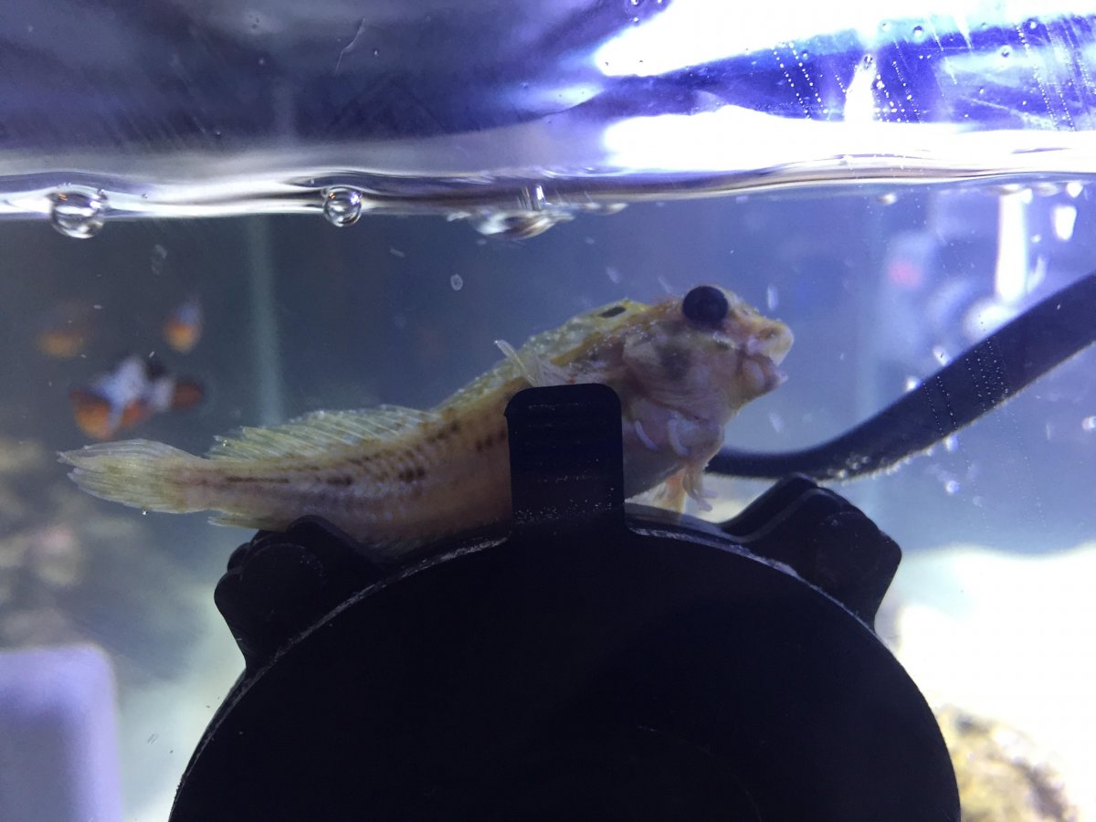blenny2.jpg