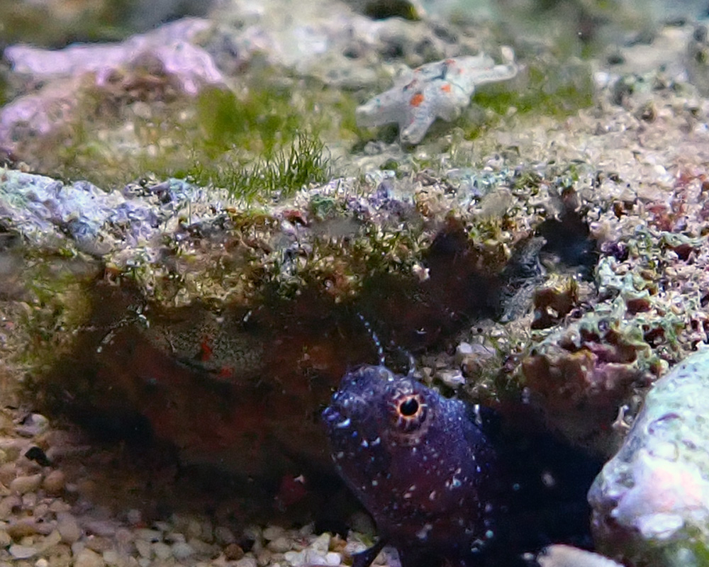 blenny5.jpg