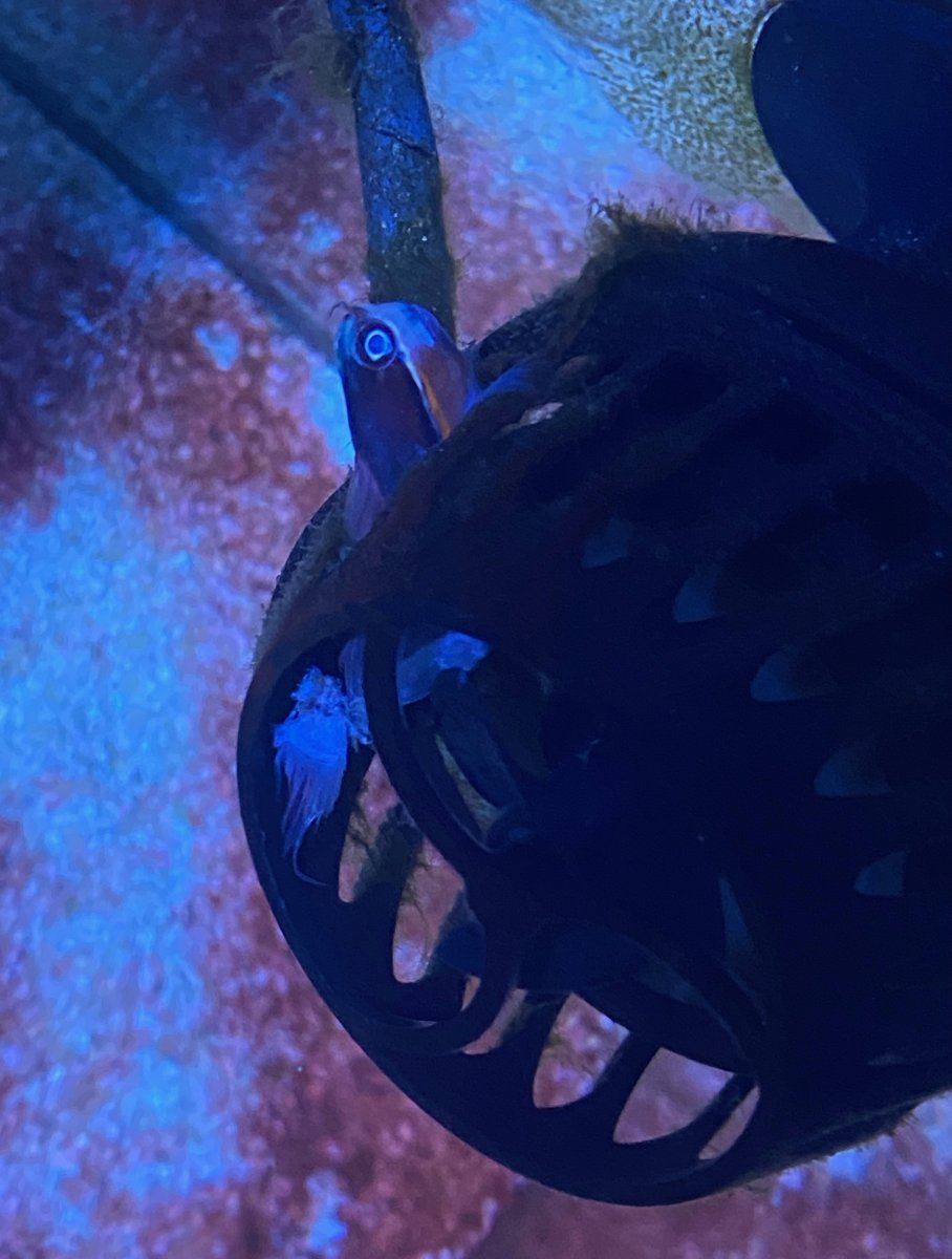 blenny_blender.jpeg