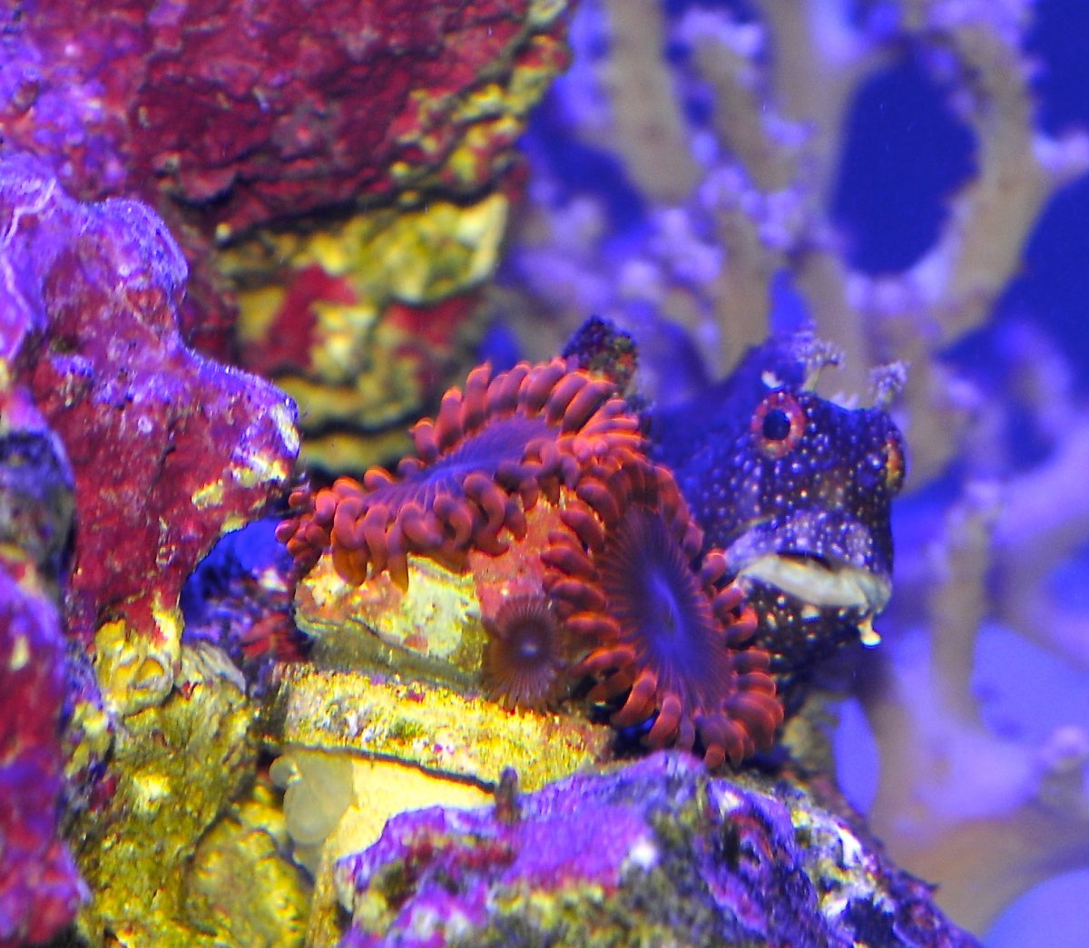 Blenny_zoas.JPG