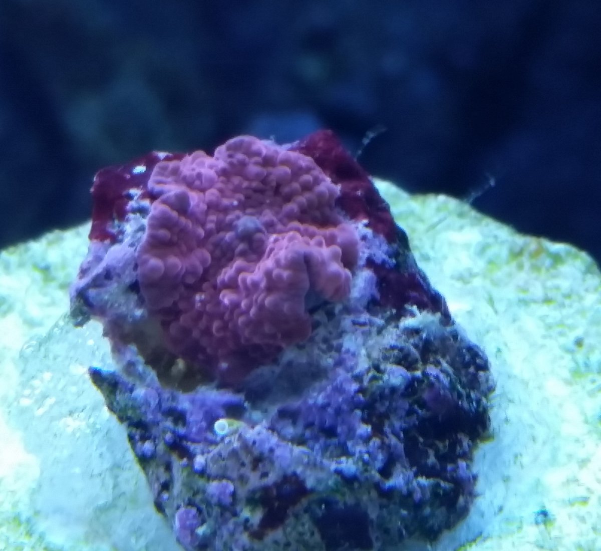 Blood Red Discosoma Mushroom Coral - VA.jpg