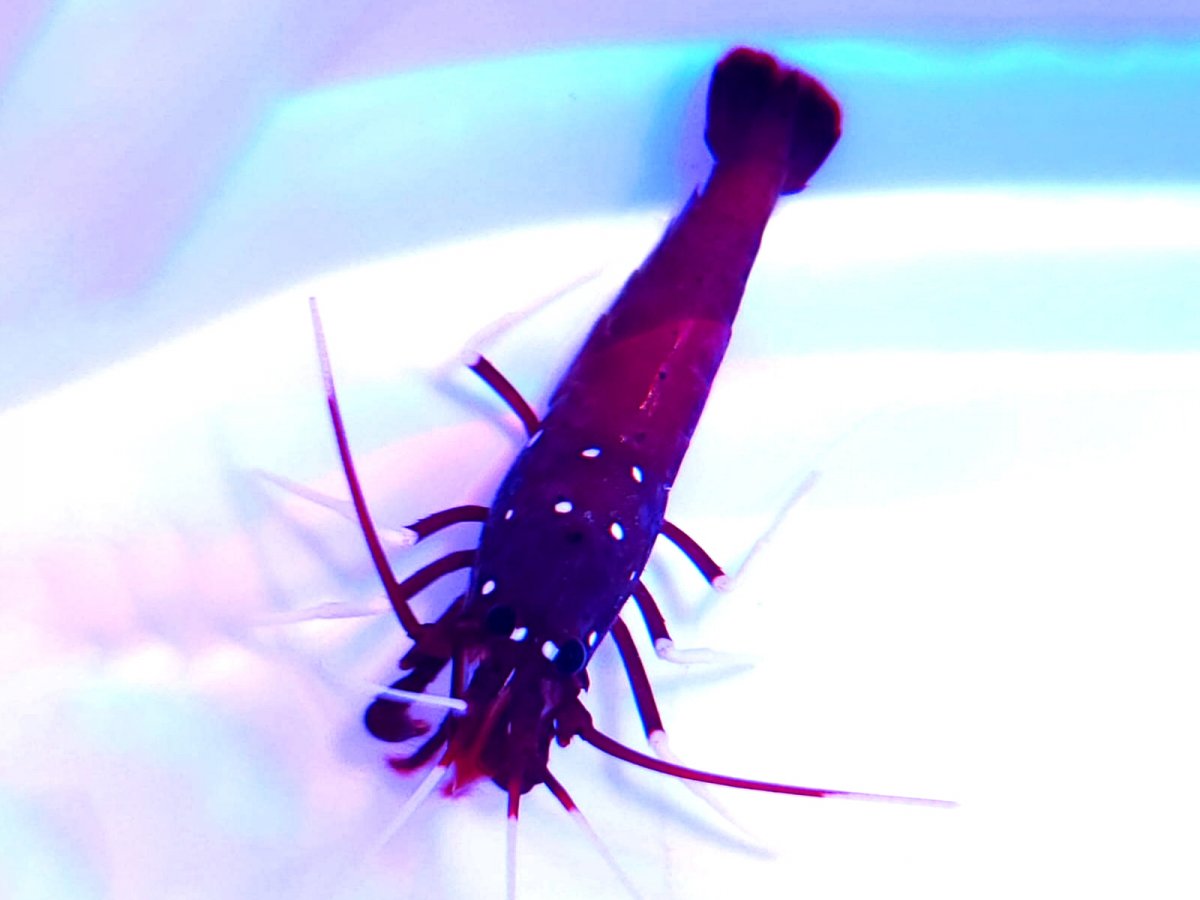 blood shrimp.jpg