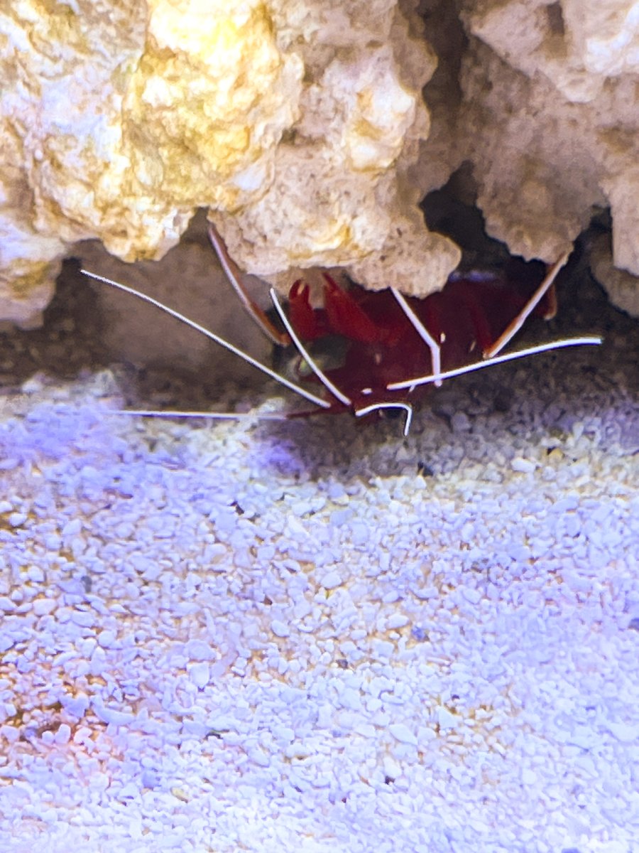 bloodshrimp.jpg