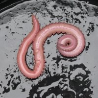 Marine blood worm, sandworm  REEF2REEF Saltwater and Reef