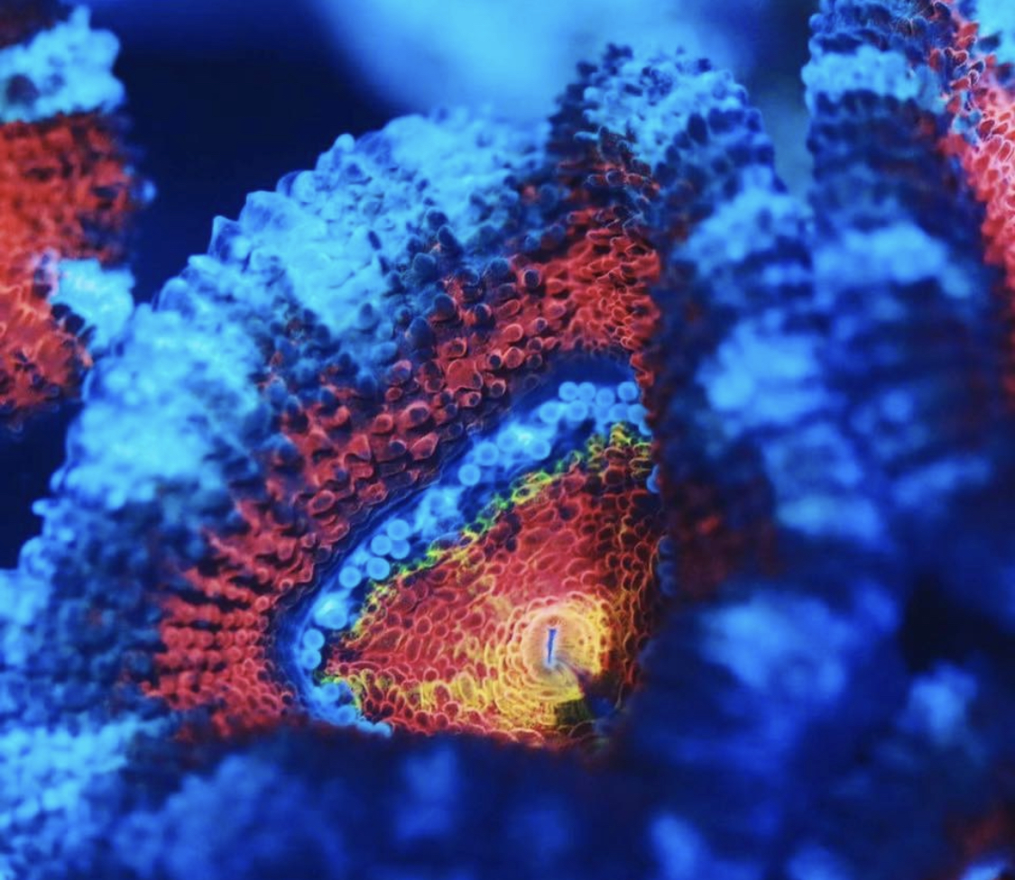 blue acan.jpeg